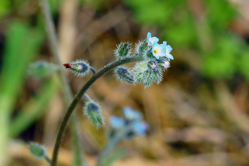 Myosotis ramosissima / Nontiscordardim ramosissimo